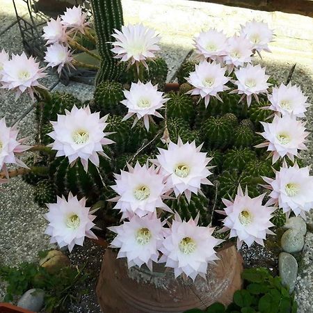 Il Giardino Roccioso Acomodação com café da manhã Ravena Exterior foto